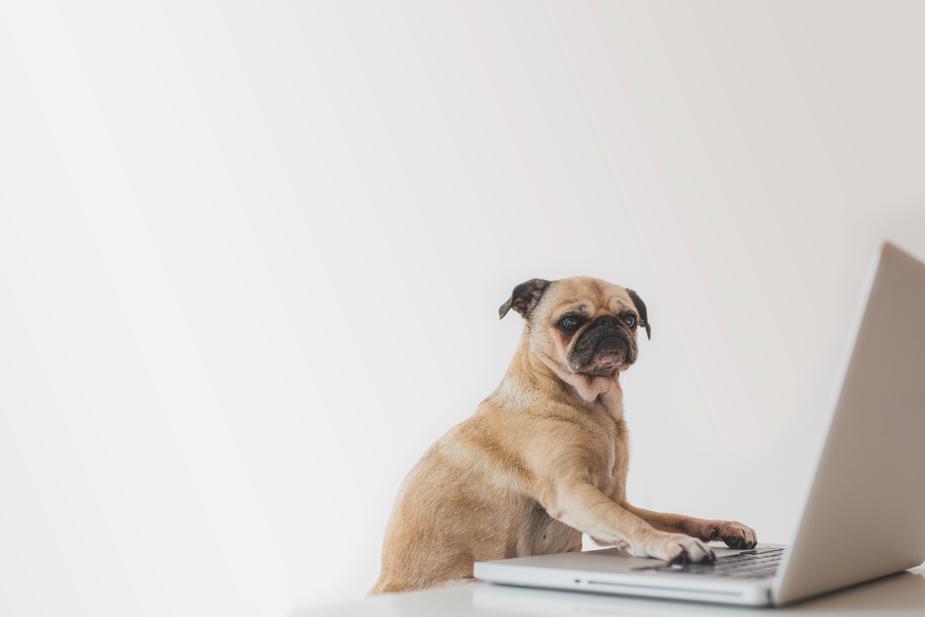 business-pug-working-on-laptop_925x.jpg